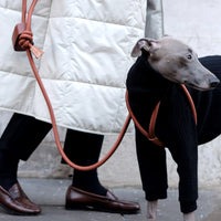 Ray Harness