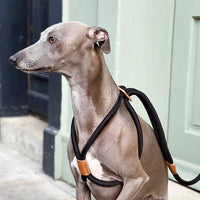 Ray Harness
