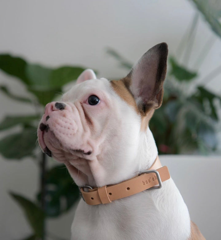 Collar