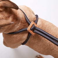 Ray Harness